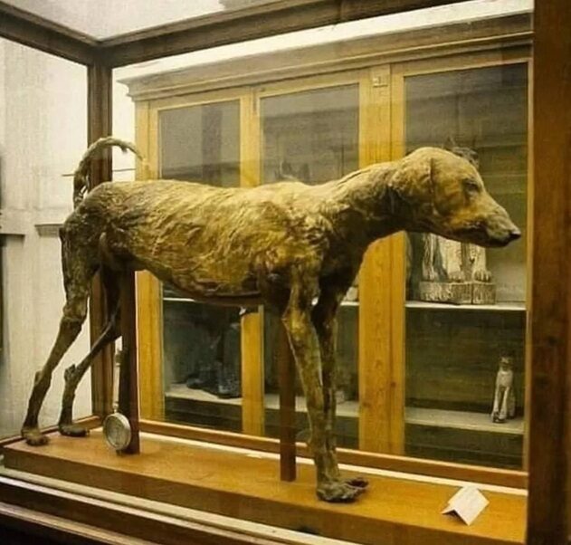 Cane mummificato trovato nella tomba KV50 della Valle dei Re; fonte Museo del Cairo