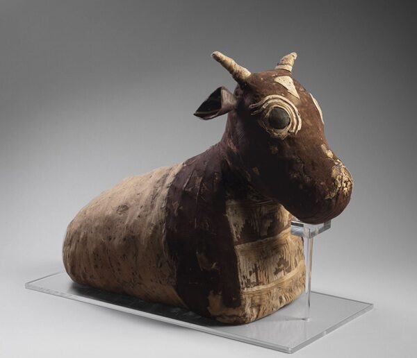 Mummia di un piccolo toro. Le mummie di toro vennero realizzate già a partire dal Periodo Predinastico, seppur in una forma incompleta fino al Periodo Tolemaico (4000 a.C. - 305 a.C)