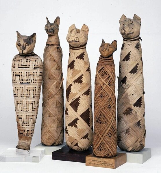 Mummie di gatti. Le mummie animali venivano utilizzate anche come ex-voto da portare nei templi (7° sec. a.C. - 4° sec. d.C.)